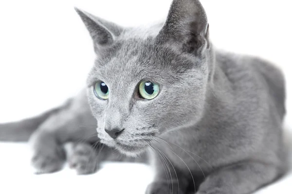 Ruská modrá kočka — Stock fotografie