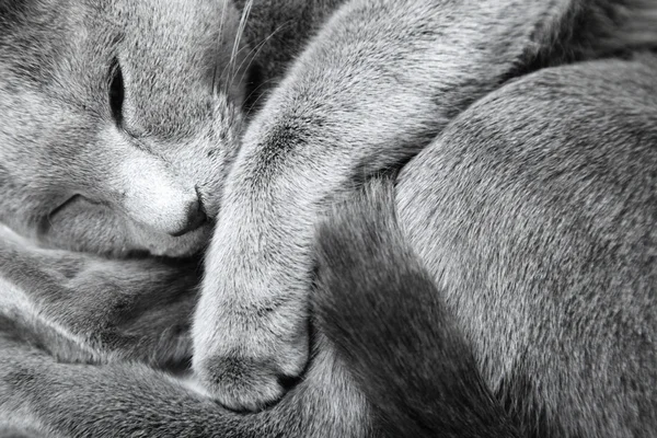 Γάτα στον ύπνο — Φωτογραφία Αρχείου