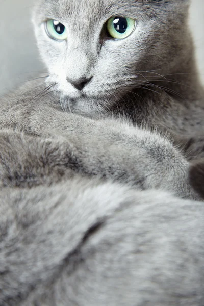 Ρωσική blue cat — Φωτογραφία Αρχείου