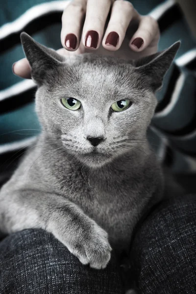 Divoká kočka — Stock fotografie