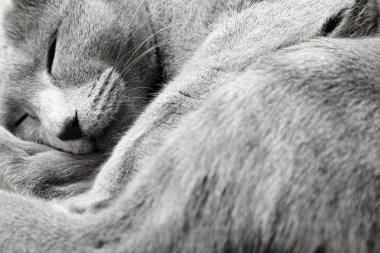 Russian blue cat sleeping indoors. Natural light and colors clipart