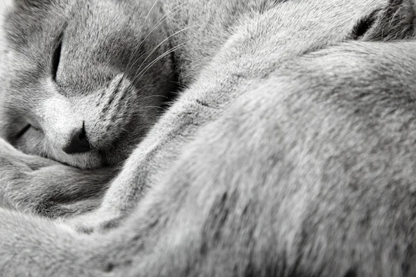 Ρωσική Μπλε Γάτα Που Κοιμάται Εσωτερικούς Χώρους Φυσικό Φως Και — Φωτογραφία Αρχείου