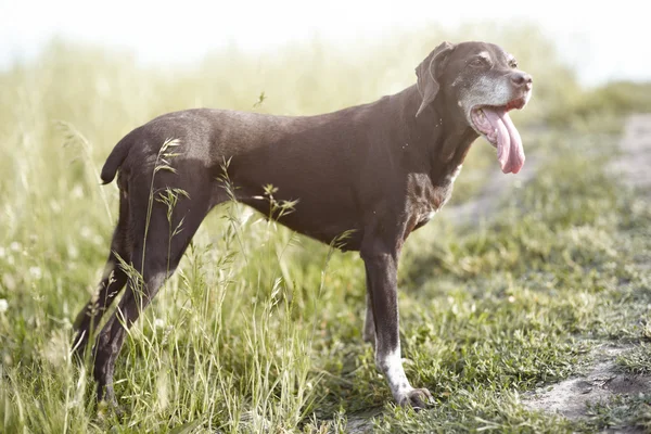 Kurzhaar Hund Står Utomhus Naturligt Ljus Och Färger — Stockfoto
