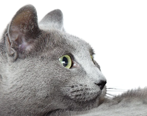 Російський синій кіт — стокове фото