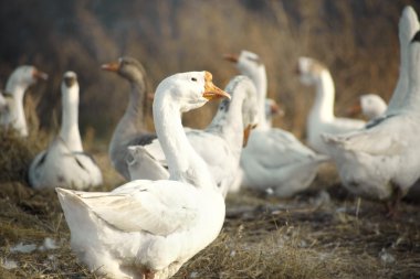 Ducks in nature clipart