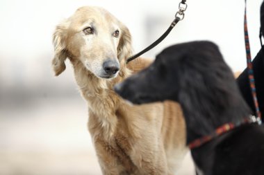 iki turkmenian greyhound köpek