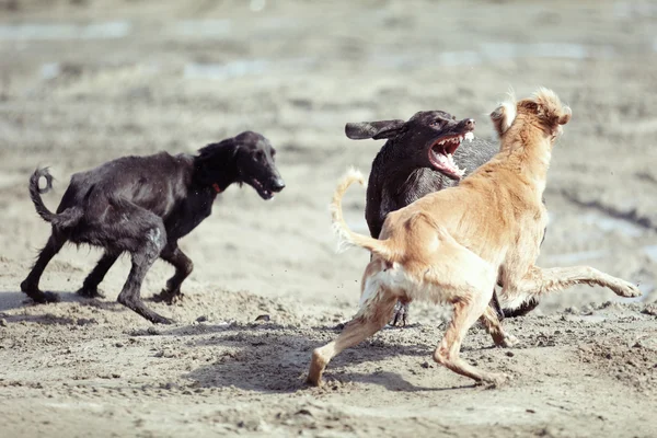 Πάλη σκυλιών — Φωτογραφία Αρχείου