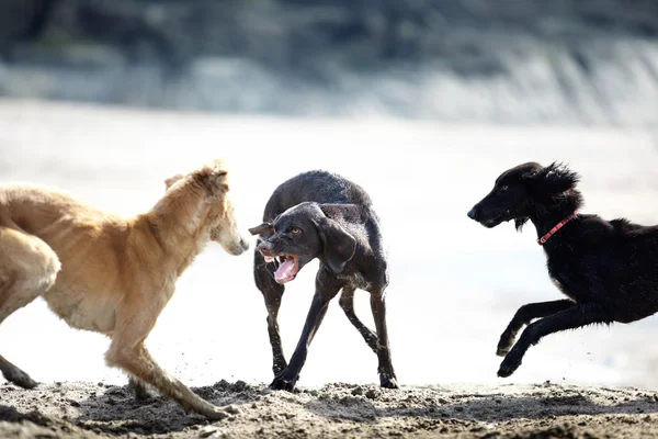 개 싸움 — 스톡 사진