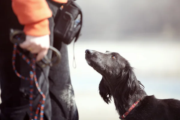 개 및 트레이너 — 스톡 사진