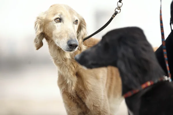 Iki turkmenian greyhound köpek — Stok fotoğraf