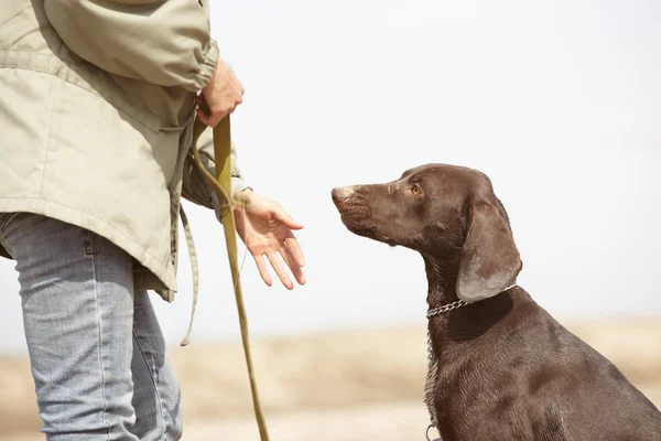 犬およびトレーナー — ストック写真