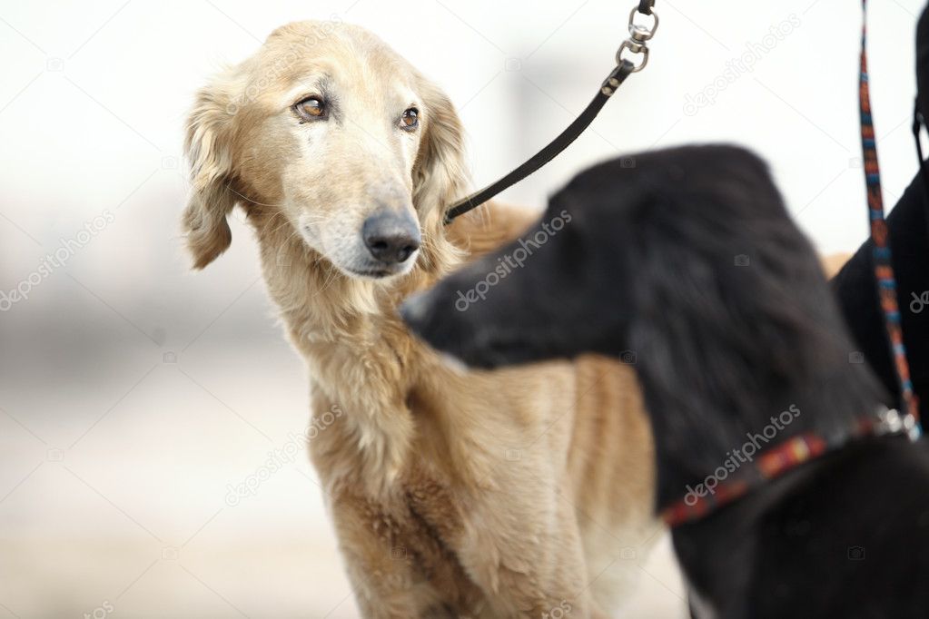 Two Turkmenian greyhound dogs