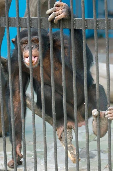 Apa i djurpark — Stockfoto