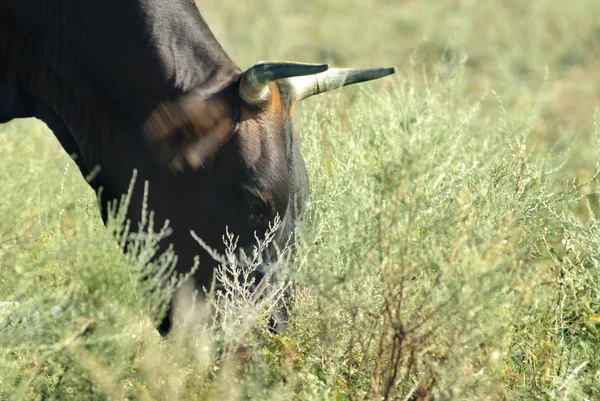 Vaca no campo de relva — Fotografia de Stock
