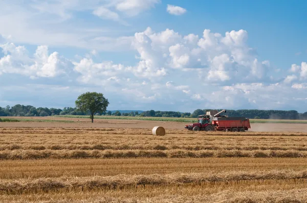 stock image Combine harvesting ripe wheat on farm field