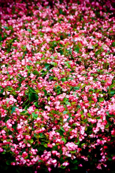 Stock image Pink flower bed