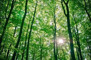 Sunlight being detectable in trees in the forest clipart