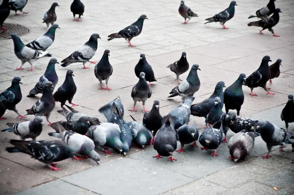 Manada de palomas en la plaza del mercado — Foto de Stock