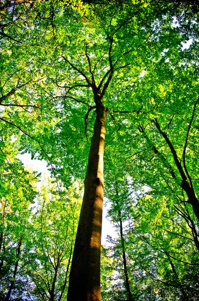 Sunlight being detectable in trees in the forest — Stock Photo, Image