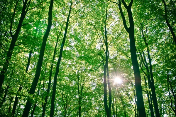 Güneş ışığı ormandaki ağaçlarda tespit edilebilir.