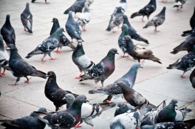 Güvercinler piyasada sürüsü