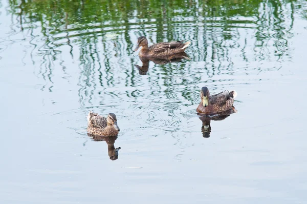 Patos nadando na água — Fotografia de Stock
