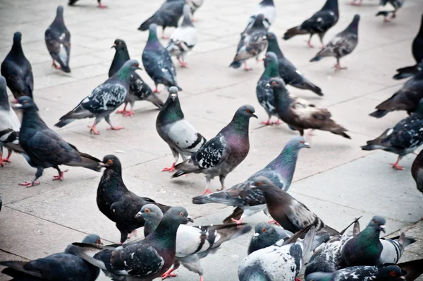 Taubenschwarm auf dem Markt — Stockfoto