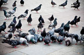 Flock of pigeons on the market