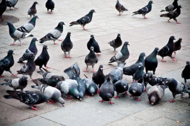 Flock of pigeons on the market clipart