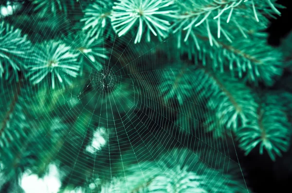 Spinnenweb op de tak — Stockfoto