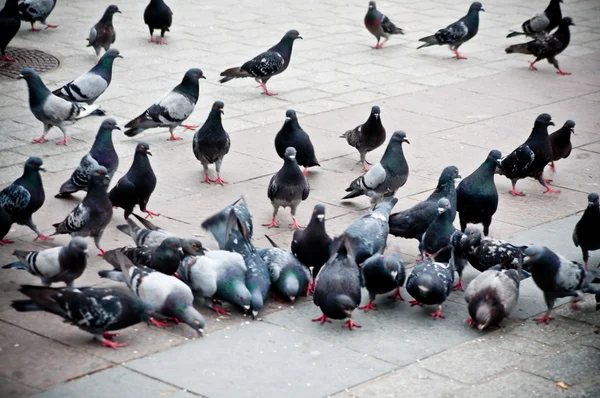 Rebanho de pombos no mercado — Fotografia de Stock