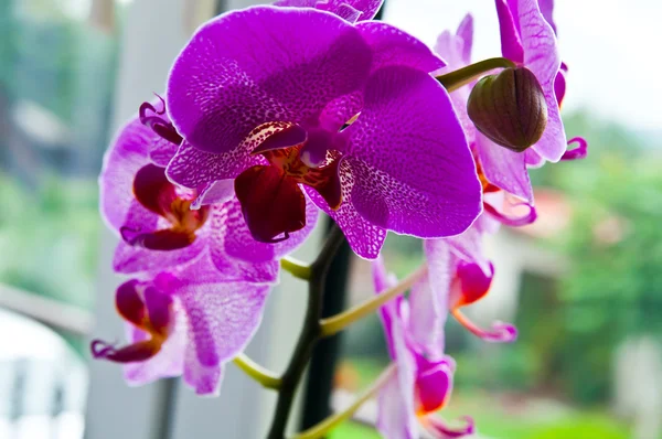 Орхидея розовя — стокове фото