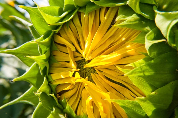 Flor não madura do girassol no campo — Fotografia de Stock