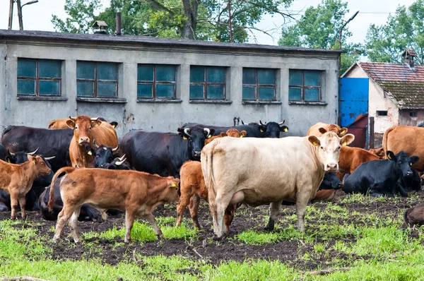 Calf and cows on dairy farm — Stock Photo, Image