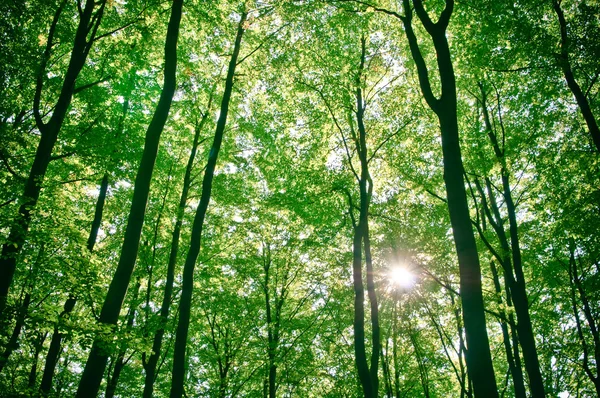 stock image Sunlight being detectable in trees in the forest