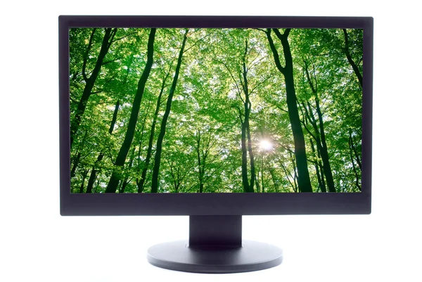 Slunečního světla jsou zjistitelné v stromů v lese na televizní obrazovce — Stock fotografie