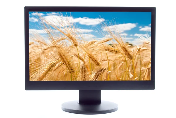 Zlatá pšenice na zemědělské oblasti v televizi sreen — Stock fotografie