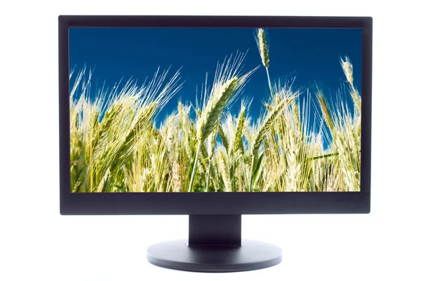Zelená pšenice na zemědělské oblasti v televizi sreen — Stock fotografie