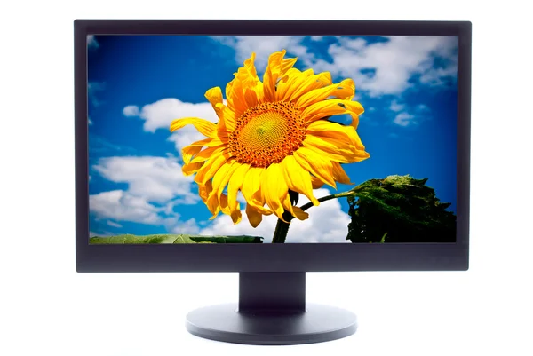 Sunflower Screen — Stock Photo, Image