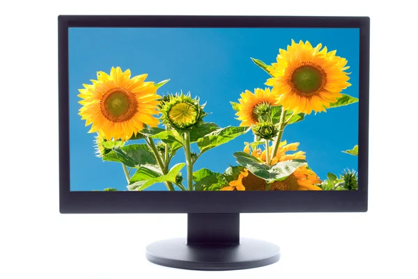 Zonnebloemen op tv-scherm — Stockfoto