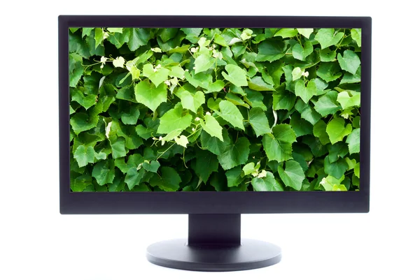 Green plant on TV screen — Stock Photo, Image
