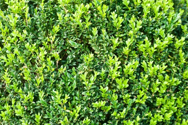 緑の植物の背景 — ストック写真