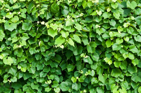 stock image Green plant background