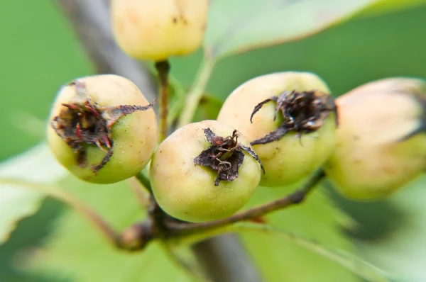Fruto de espino en rama verde —  Fotos de Stock