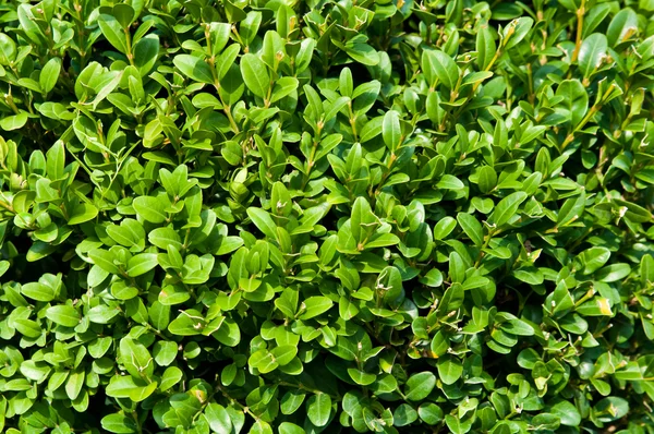 Zöld növény háttér — Stock Fotó