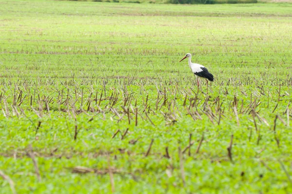 stock image Stork walking on green meadow