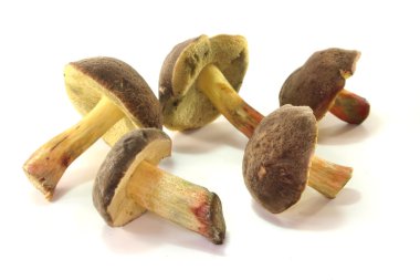 çatlama bolete