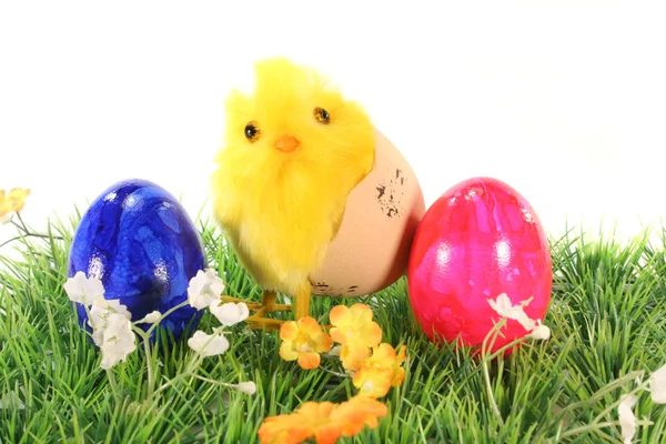 Easter eggs and chicks on a meadow — Stock Photo, Image