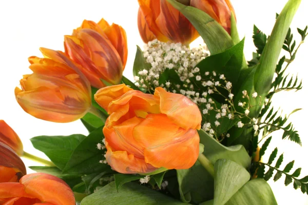 Viele Bunte Tulpen Vor Weißem Hintergrund — Stockfoto