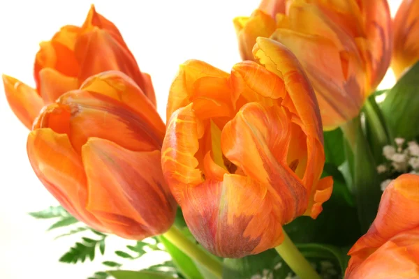 Tulpen boeket — Stockfoto